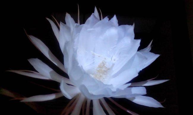 蓝色彼岸花花语之意义与传承（探寻蓝色彼岸花的秘密与象征意义）