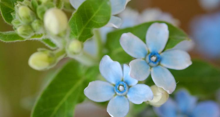 蓝星花的花语和寓意（探索蓝星花的神秘花语）