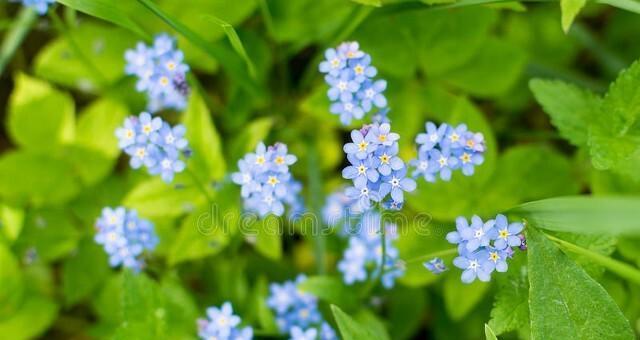 蓝星花的花语及其寓意（探秘蓝星花的神秘语言——传递希望与坚强）