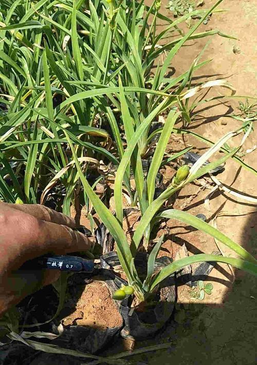 狼尾草的花语——勇敢与希望（用狼尾草的花语传递勇敢与希望的力量）