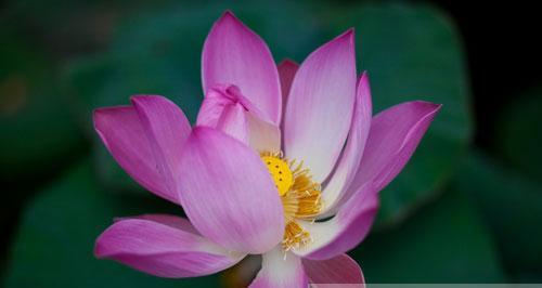 莲花的意义与象征（探寻莲花的深层寓意）