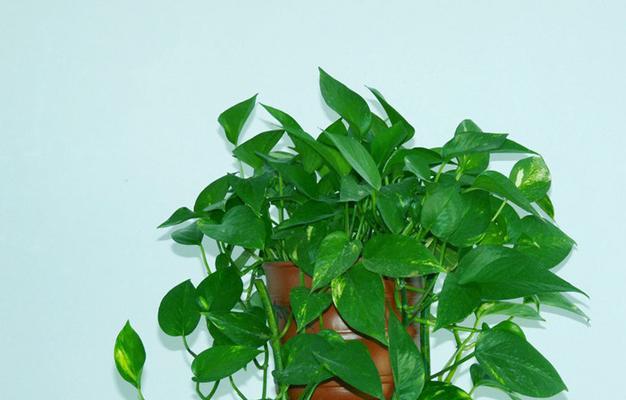 绿萝的花语与寓意（绿萝的吉祥）