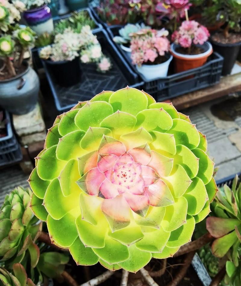 大型多肉植物的魅力（探寻多肉植物的极致美学）