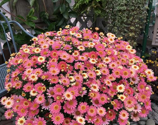 姬小菊用大盆还是小盆（园艺种植新论）