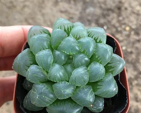 如何培育肥胖的姬玉露（让你的姬玉露变得更加健康）
