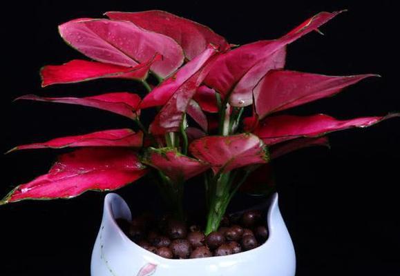 吉利红开花特点剖析（探秘吉利红的开花过程与形态）