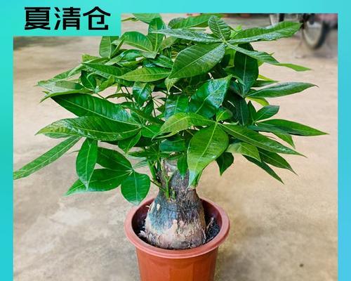 家具店宜放什么植物招财（打造富贵之家）
