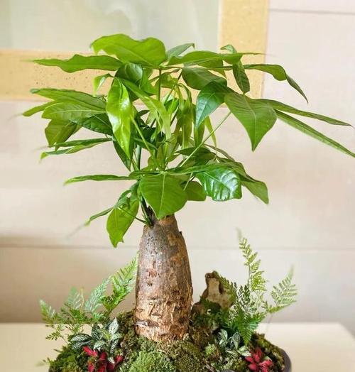 家居植物摆放指南（打造财运好）