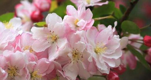 《归来》——以风信子花的花语为主题的文章（风信子）