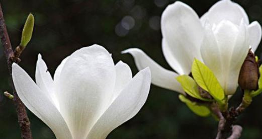 以百合花的花语为主题的文章（用心理解百合花的花语）