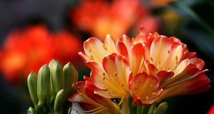 爱情之花（以玫瑰花为主题的恋人花语的意义和传承）