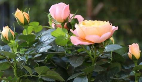 美丽如花（揭示花语之美）