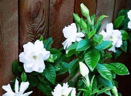 用百合花的花语表达陪伴一生的深情