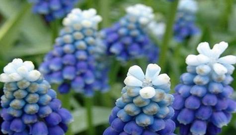花语中的偏爱（热情）