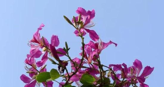 和平归来，花开平安（以百合花的花语为主题）