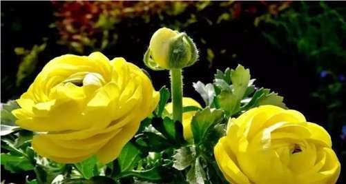 以菊花的花语为主题的文章（平凡之美——探寻菊花花语的深意）