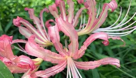 花语破镜重圆，重逢的希望（以何种花的花语传达破镜重圆的主题）