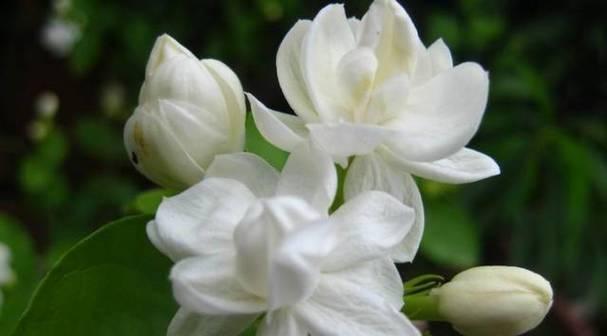 囚禁的花语-以绣球花为例（绣球花的含义及象征）