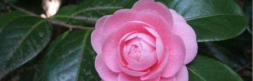 以牡丹花为花语的忍耐主题文章（以牡丹花的花语探索忍耐的力量）