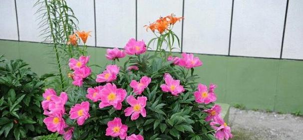 善良之花（传递善良的花朵之意）