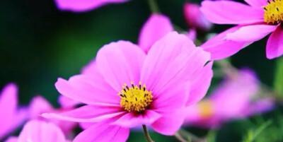 甜蜜花语——浪漫的花朵散发的温馨甜蜜之意（以桃花为主题）