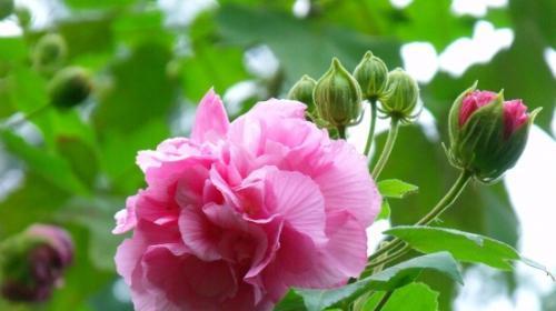 《婆娑之花——新的开始》（以牡丹为主题的花语传递新生的希望）