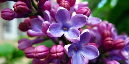 新生之花（以康乃馨为主题的花语）