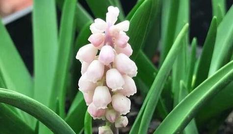 幸运之花（传递幸运与祝福的花语）