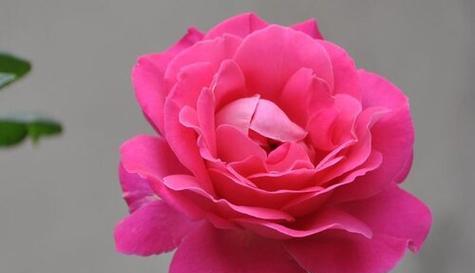 以四叶草的花语为主题的文章（幸运成功之路——四叶草的花语解读）