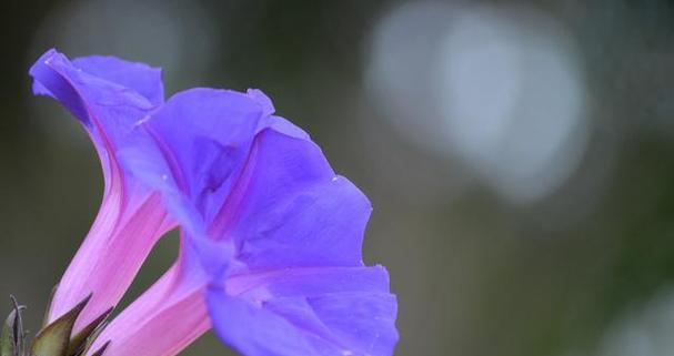 以四叶草的花语为主题的文章（幸运成功之路——四叶草的花语解读）