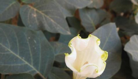 花之语（百合花的花语与兄妹情深的故事）