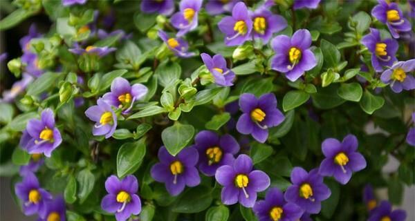羞涩之花——以水仙花为主题的花语（水仙花的羞涩与含蓄的花语意义）