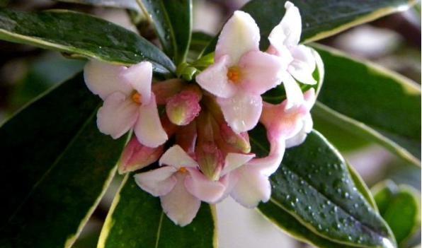 羞涩之花——以水仙花为主题的花语（水仙花的羞涩与含蓄的花语意义）