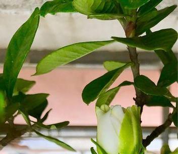 梦幻花海（追寻虚幻之美）