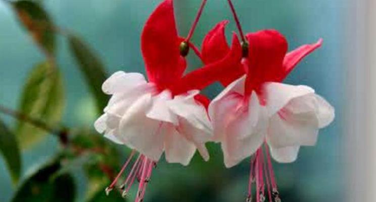 永恒之花——康乃馨花语（康乃馨——永恒的爱与美）