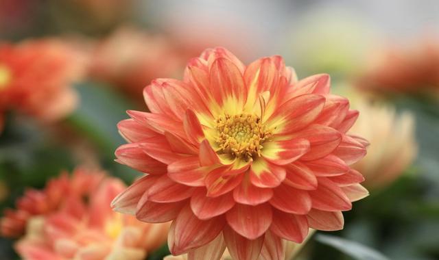 永恒之花——康乃馨花语（康乃馨——永恒的爱与美）
