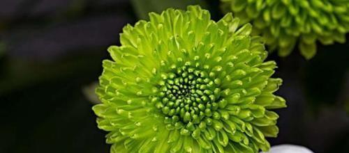 永恒之花——康乃馨花语（康乃馨——永恒的爱与美）