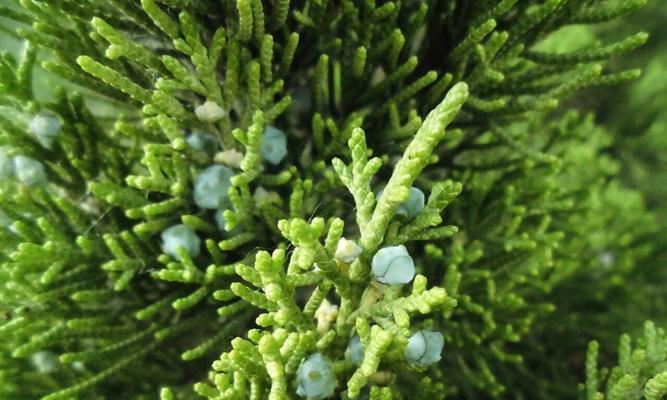 揭开神秘面纱（探究植物分类学中的争议与困惑）