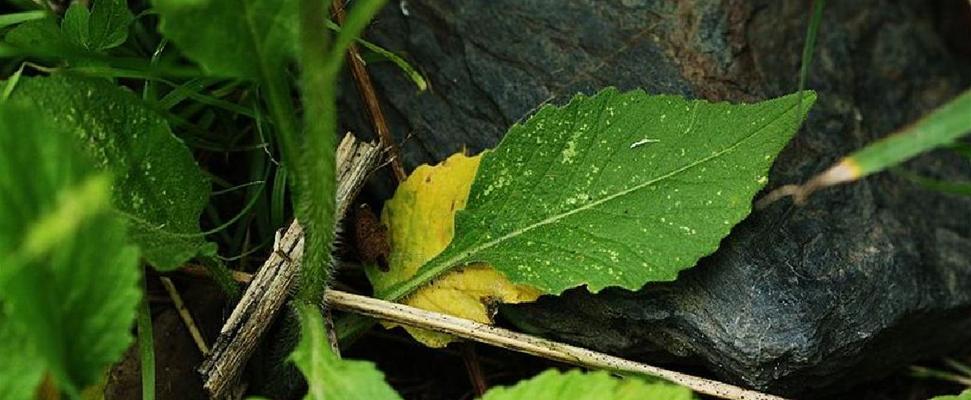 揭开神秘面纱（探究植物分类学中的争议与困惑）