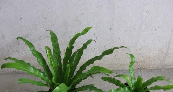 鸟巢蕨施肥全攻略（掌握正确肥料）
