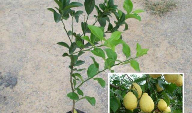 柠檬的种植与养护（做好养殖方法和养护要点）