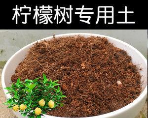沙子种植柠檬果树的奇妙实践（用沙子种柠檬果树）