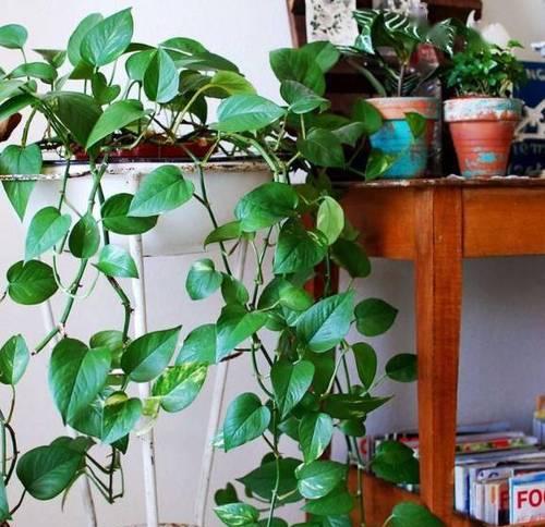沙子种植柠檬果树的奇妙实践（用沙子种柠檬果树）