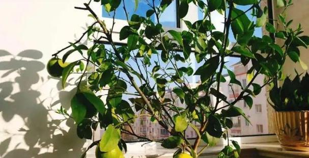 室内种植柠檬树的技巧（掌握这些方法）