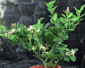 室内种植柠檬树的技巧（掌握这些方法）
