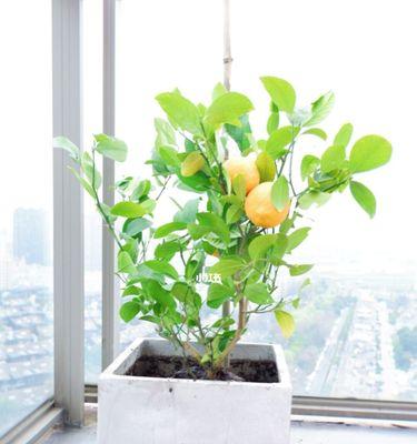 室内种植柠檬树的技巧（掌握这些方法）