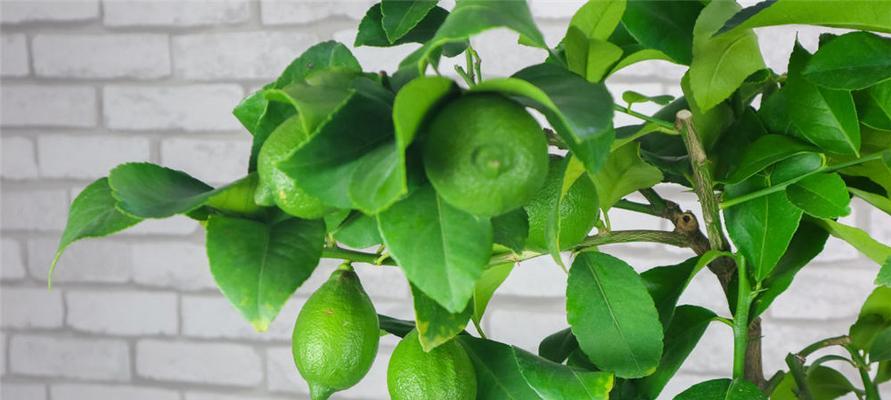 柠檬树不开花的原因及解决方法（探究柠檬树不开花的因素）