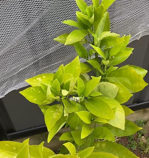 柠檬树肥料选择与施用（做好肥料管理）