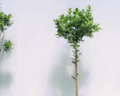 浇绿萝用柠檬水（柠檬水浇绿萝的优缺点分析）