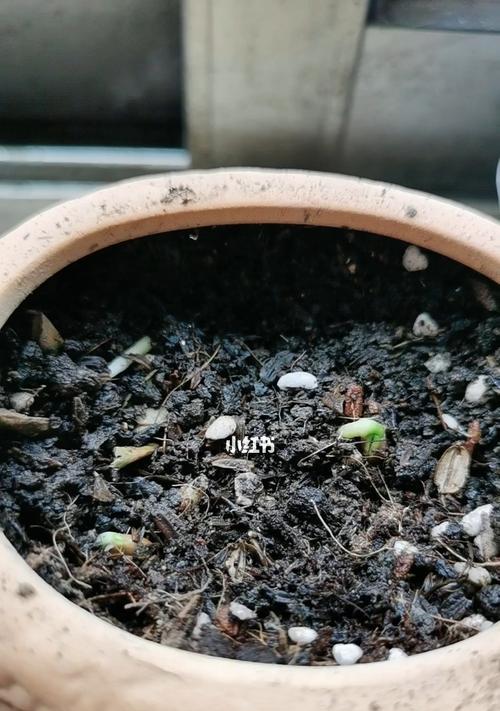 如何快速发芽柠檬种子（种子处理前的准备）